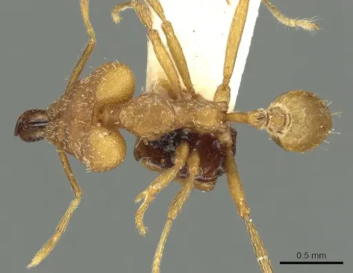 Strumigenys loriae specimen CASENT0900862 image casent0900862_1