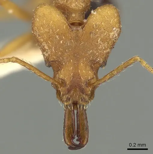 Strumigenys loriae specimen CASENT0900862 image casent0900862_2