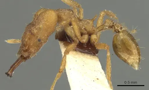 Strumigenys loriae specimen CASENT0900862 image casent0900862_3