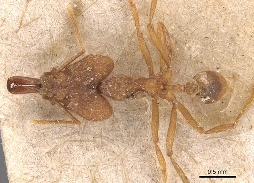 Strumigenys loriae specimen CASENT0904942 image casent0904942_1