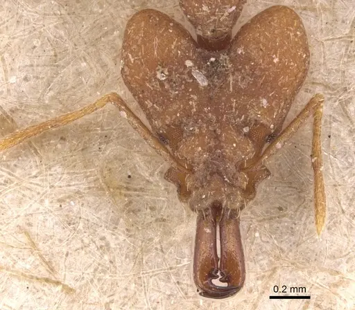 Strumigenys loriae specimen CASENT0904942 image casent0904942_2