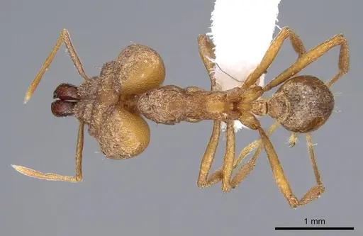 Strumigenys loriae specimen CASENT0914842 image casent0914842_1
