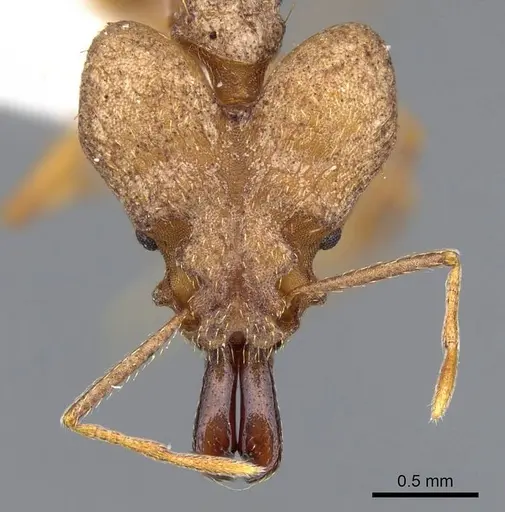 Strumigenys loriae specimen CASENT0914842 image casent0914842_2