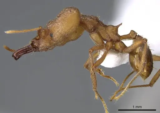 Strumigenys loriae specimen CASENT0914842 image casent0914842_3