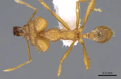 Strumigenys loriae specimen CASENT0914843 image casent0914843_1