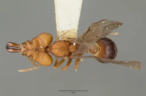 Strumigenys loriae specimen CASTYPE06953-01 image castype06953-01_1