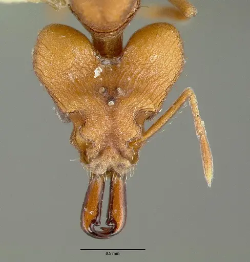 Strumigenys loriae specimen CASTYPE06953-01 image castype06953-01_2