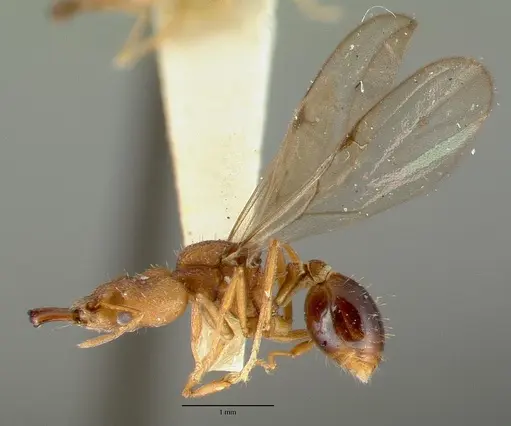 Strumigenys loriae specimen CASTYPE06953-01 image castype06953-01_3