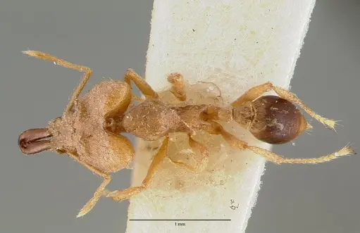 Strumigenys loriae specimen CASTYPE06953-02 image castype06953-02_1
