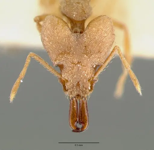 Strumigenys loriae specimen CASTYPE06953-02 image castype06953-02_2