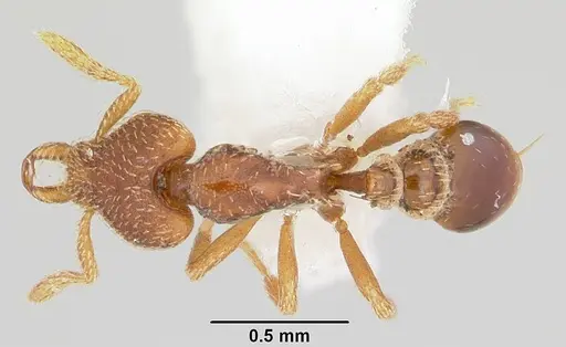 Strumigenys loricata specimen CASENT0102671 image casent0102671_1