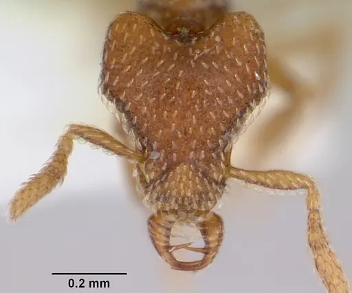 Strumigenys loricata specimen CASENT0102671 image casent0102671_2