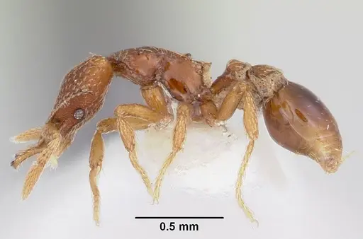 Strumigenys loricata specimen CASENT0102671 image casent0102671_3