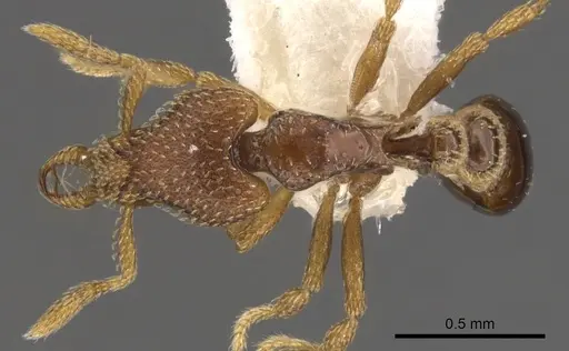 Strumigenys loricata specimen CASENT0900765 image casent0900765_1