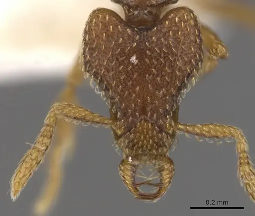 Strumigenys loricata specimen CASENT0900765 image casent0900765_2