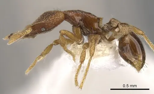 Strumigenys loricata specimen CASENT0900765 image casent0900765_3