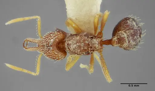 Strumigenys louisianae specimen ANTWEB1038232 image antweb1038232_1