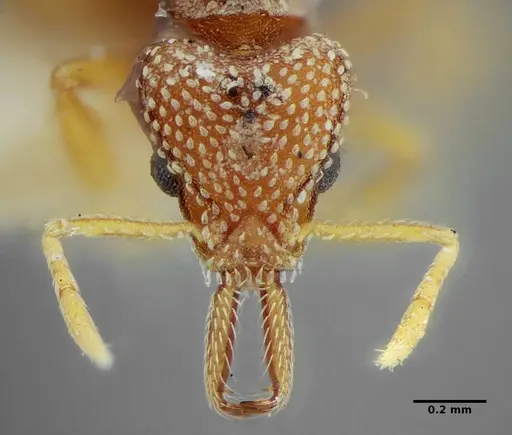 Strumigenys louisianae specimen ANTWEB1038232 image antweb1038232_2