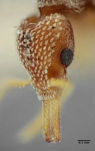 Strumigenys louisianae specimen ANTWEB1038232 image antweb1038232_3