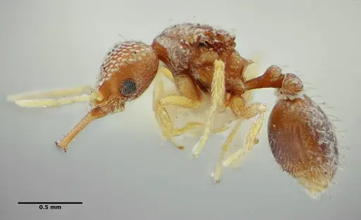 Strumigenys louisianae specimen ANTWEB1038232 image antweb1038232_4