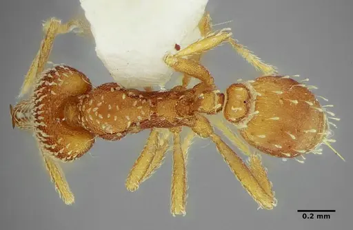 Strumigenys louisianae specimen ANTWEB1038234 image antweb1038234_1