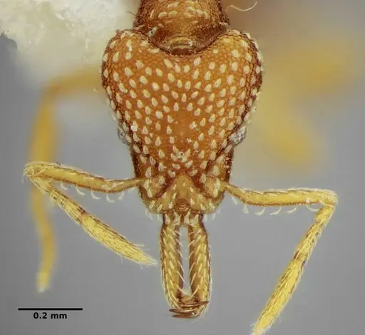 Strumigenys louisianae specimen ANTWEB1038234 image antweb1038234_2