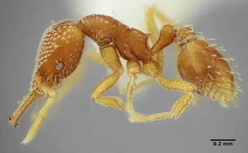 Strumigenys louisianae specimen ANTWEB1038234 image antweb1038234_3