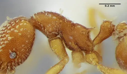 Strumigenys louisianae specimen ANTWEB1038234 image antweb1038234_4