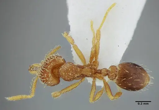 Strumigenys louisianae specimen ANTWEB1038235 image antweb1038235_1