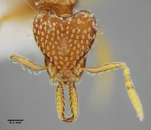 Strumigenys louisianae specimen ANTWEB1038235 image antweb1038235_2