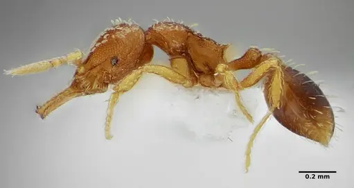 Strumigenys louisianae specimen ANTWEB1038235 image antweb1038235_3