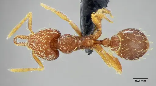 Strumigenys louisianae specimen ANTWEB1038237 image antweb1038237_1
