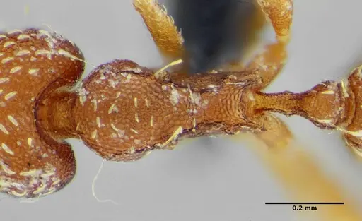Strumigenys louisianae specimen ANTWEB1038237 image antweb1038237_2
