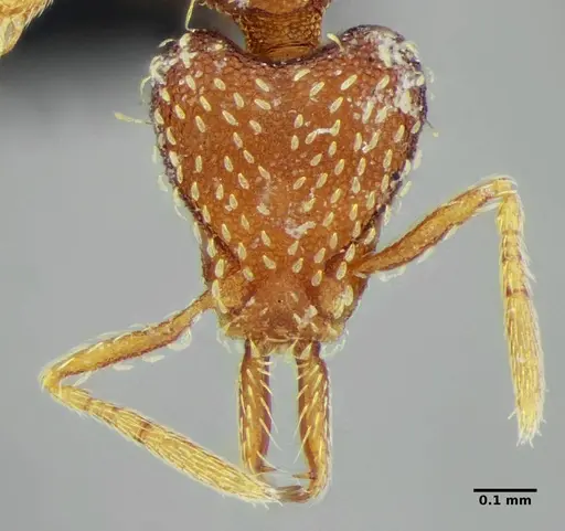 Strumigenys louisianae specimen ANTWEB1038237 image antweb1038237_3