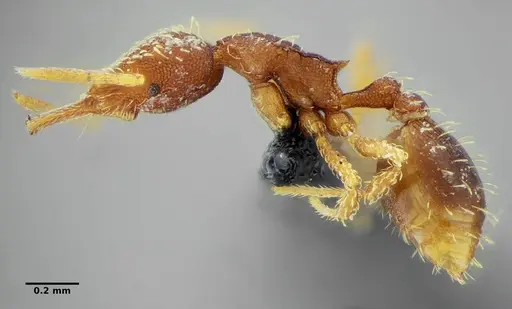 Strumigenys louisianae specimen ANTWEB1038237 image antweb1038237_4