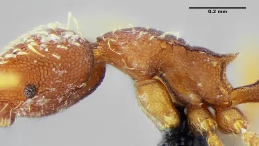 Strumigenys louisianae specimen ANTWEB1038237 image antweb1038237_5