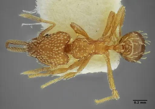 Strumigenys louisianae specimen ANTWEB1038243 image antweb1038243_1