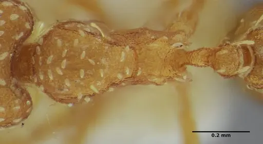 Strumigenys louisianae specimen ANTWEB1038243 image antweb1038243_2