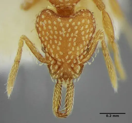 Strumigenys louisianae specimen ANTWEB1038243 image antweb1038243_3