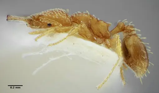 Strumigenys louisianae specimen ANTWEB1038243 image antweb1038243_4