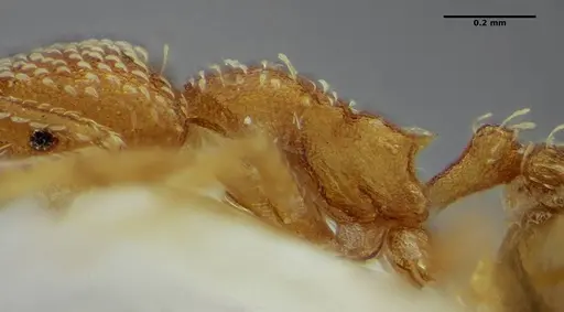 Strumigenys louisianae specimen ANTWEB1038243 image antweb1038243_5