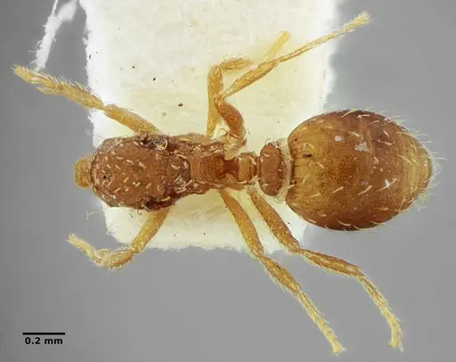 Strumigenys louisianae specimen ANTWEB1038244 image antweb1038244_1