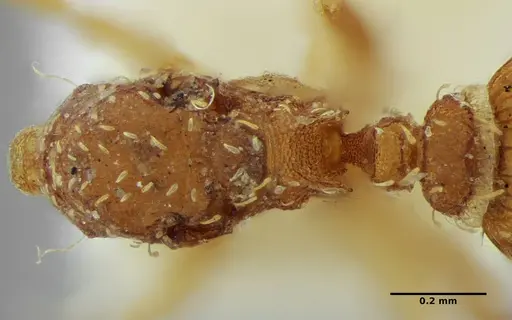 Strumigenys louisianae specimen ANTWEB1038244 image antweb1038244_2