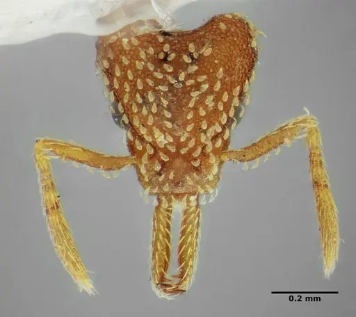 Strumigenys louisianae specimen ANTWEB1038244 image antweb1038244_3