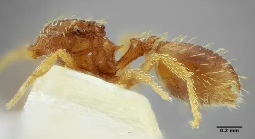 Strumigenys louisianae specimen ANTWEB1038244 image antweb1038244_4
