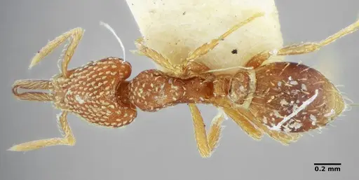 Strumigenys louisianae specimen ANTWEB1038246 image antweb1038246_1