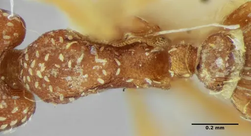 Strumigenys louisianae specimen ANTWEB1038246 image antweb1038246_2