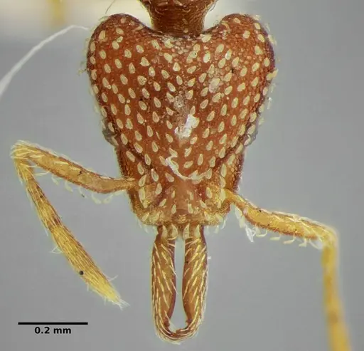 Strumigenys louisianae specimen ANTWEB1038246 image antweb1038246_3