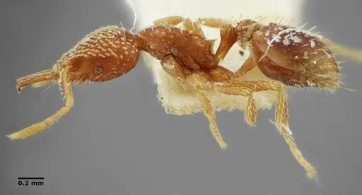 Strumigenys louisianae specimen ANTWEB1038246 image antweb1038246_4