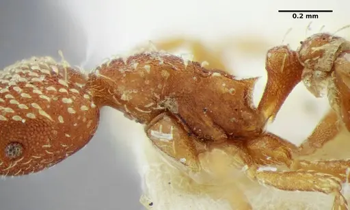 Strumigenys louisianae specimen ANTWEB1038246 image antweb1038246_5